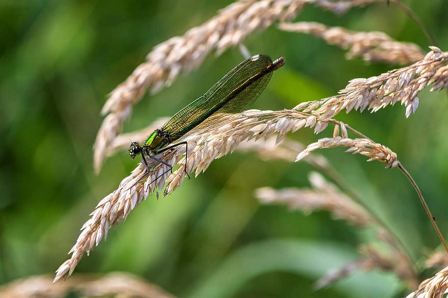 insekt, dragonfly, entomologi, natur, nærbilde, dyr, utendørs, makro, grønn farge, sommer, anlegg