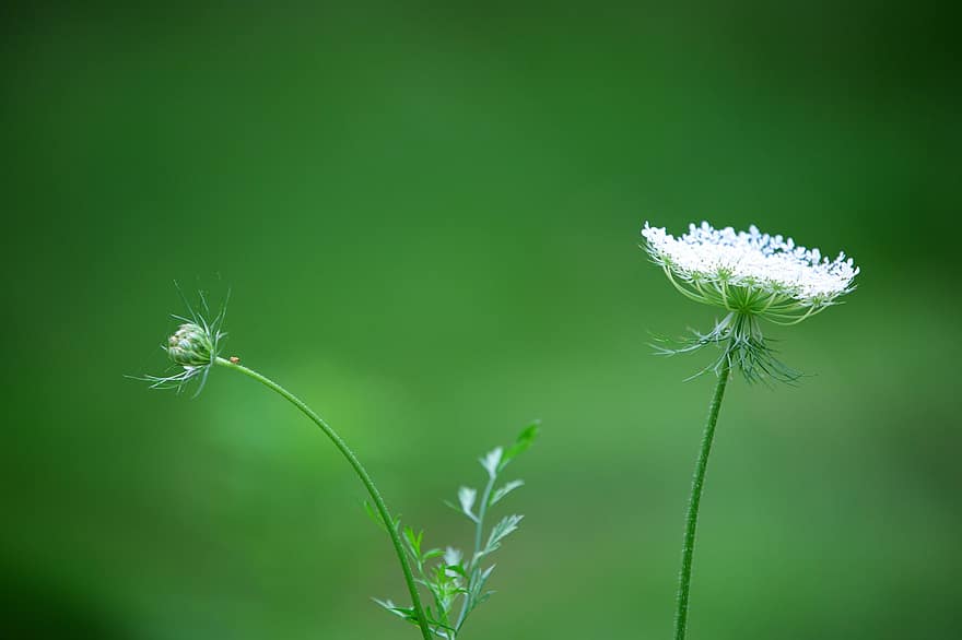 λουλούδι, λευκό λουλούδι, μικρό λουλούδι, μπουμπούκι, πέταλα, λευκά πέταλα, ανθίζω, άνθος, χλωρίδα