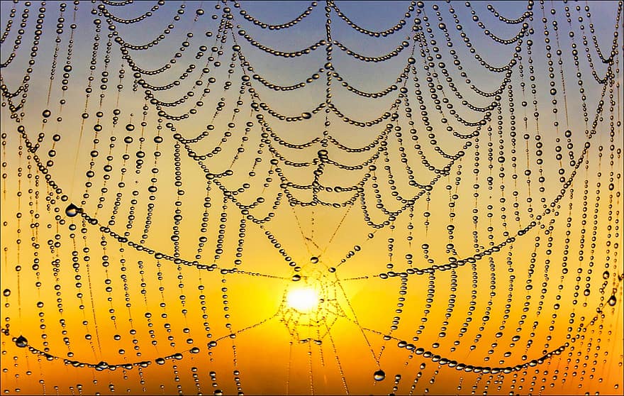 web, pavučina, západ slunce