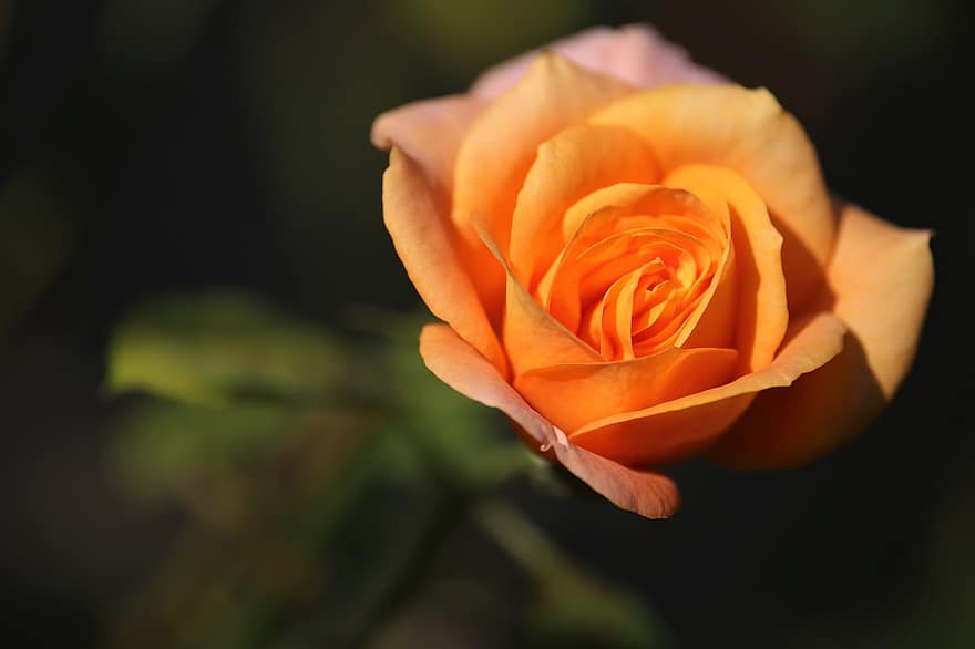 Różany Złoty Medal, pomarańczowa róża, kwiat, pomarańczowy kwiat, pomarańczowe płatki, kwitnąć, flora, botanika, kwiaciarstwo, ogrodnictwo, Natura