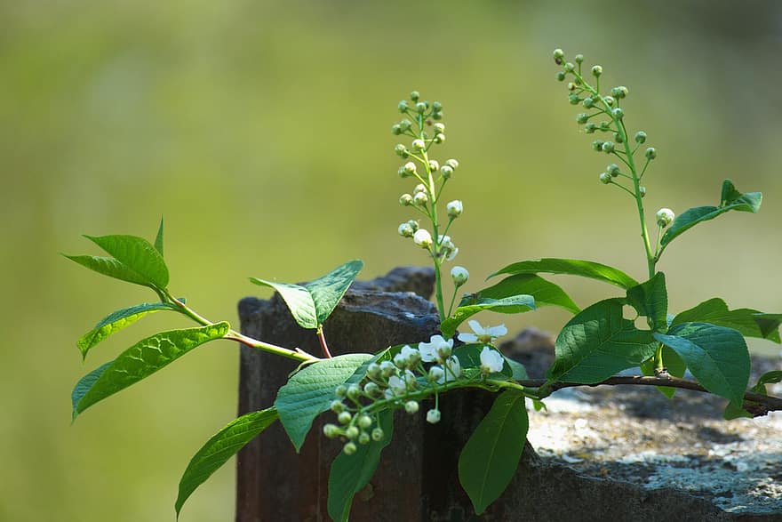 φύση, χλωρίδα, prunus padus, βοτανική, ανάπτυξη, φύλλο, πράσινο χρώμα, φυτό, καλοκαίρι, γκρο πλαν, φρεσκάδα
