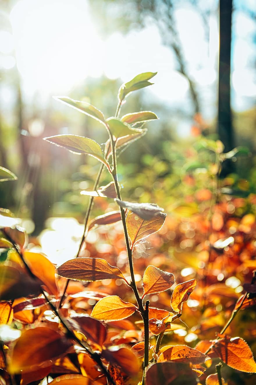 yapraklar, sonbahar, doğa, düşmek, sezon, bitki, bitki örtüsü, Yaprak, Sarı, orman, ağaç