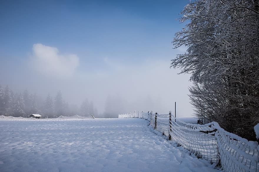 vinter, tåge, Mark, natur, sne, træ, Skov, landskab, sæson, frost, blå