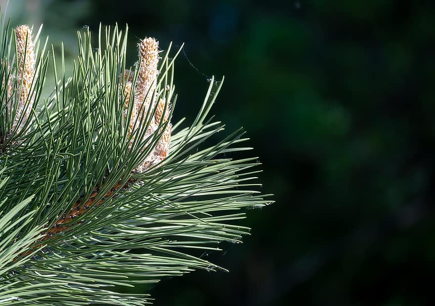 Pine, Tree, Evergreen, Botany, Forest, Woods, Nature, close-up, green color, plant, coniferous tree
