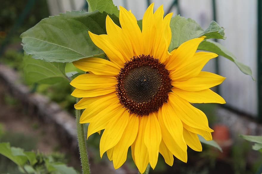 flower, sunflower, flowering, yellow, plant, summer, close-up, leaf, petal, agriculture, green color