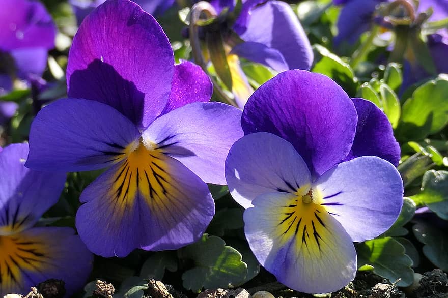 パンジー、フラワーズ、庭園、紫色の花、花びら、紫色の花びら、工場、花、フローラ、閉じる、葉