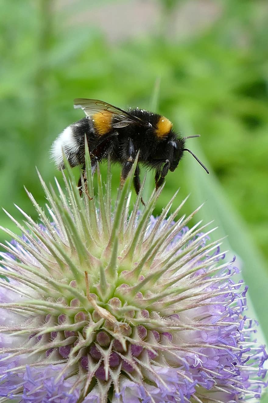 kaardebol, dipsacus fullonum, земна пчела, буболечка, нектар, храна, цветен прашец, опрашване, размножаване, растение