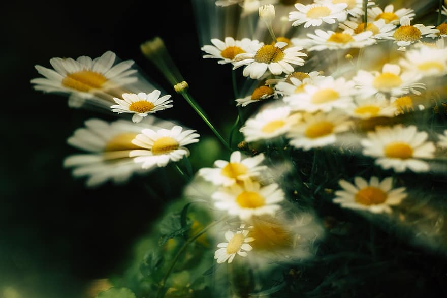 daisy, ICM, blomst, natur, blomstre