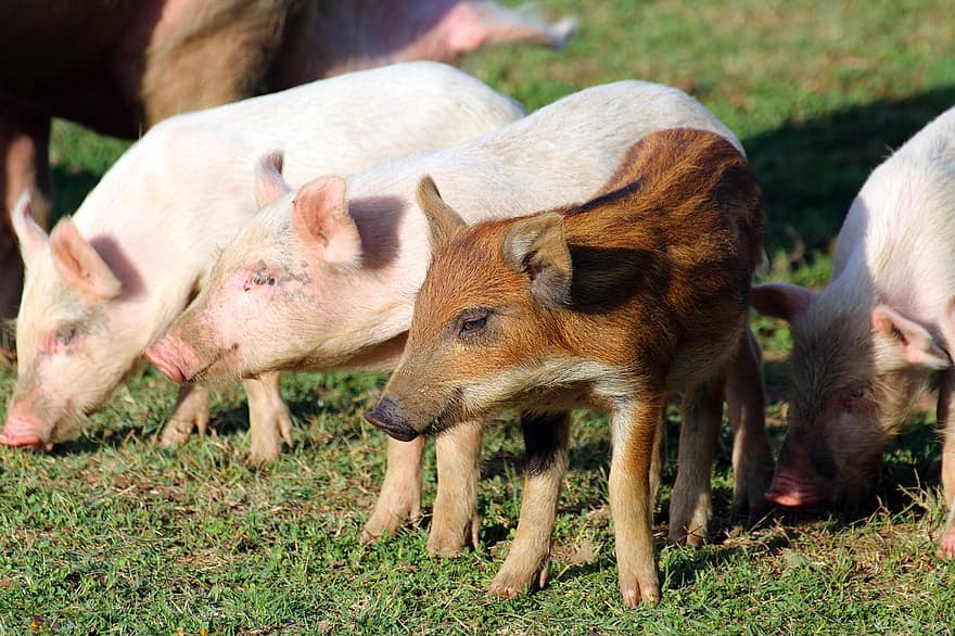 anak babi, babi, padang rumput, hewan, tanah pertanian, anak, mamalia