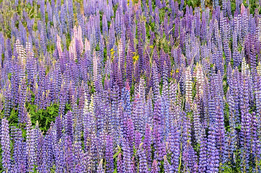 Purple Flowers, Nature, Flowers, Landscape, Lupin