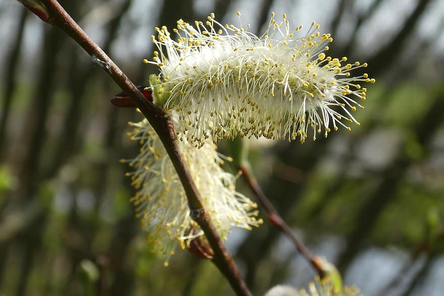 Pussy Willow, Catkin, Branch, Spring, Willow Catkin, Flower, Bloom, Willow, Flora, Tree, Plant