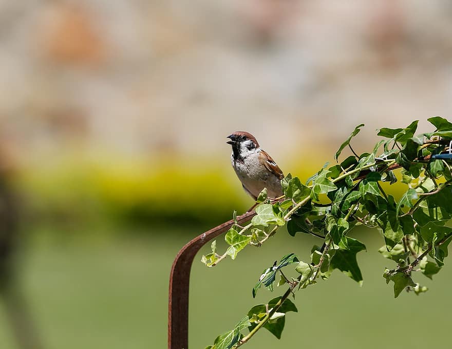 Sparrow, Bird, Animal, Feathers, Beak, Leaves, Bird Watching, Perched, Plumage, Nature, Songbird