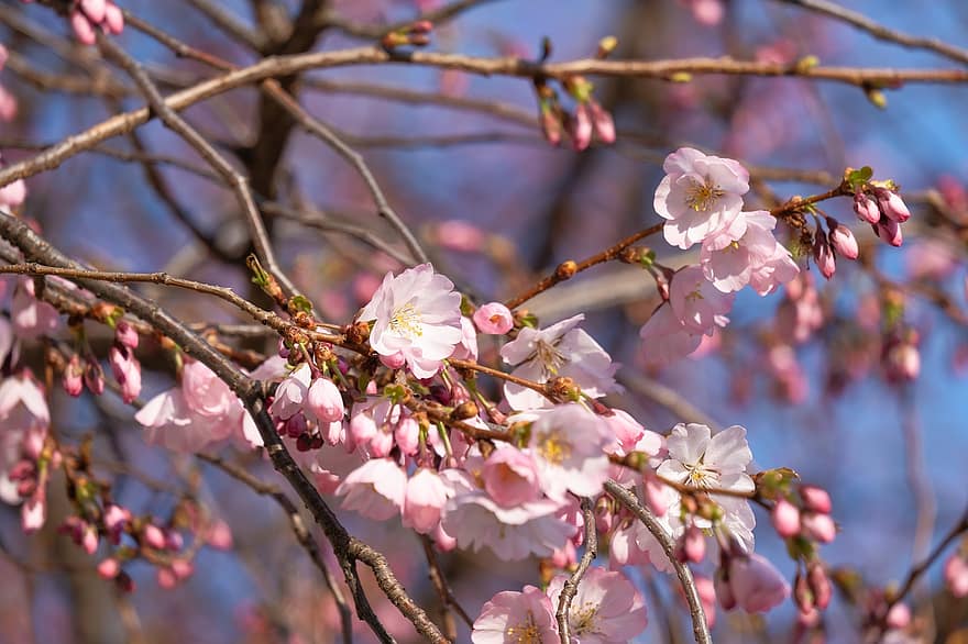 японська вишня, квіти, дерево, гілки, цвітіння, цвітіння вишні, рожеві квіти, сакура, флора, дерево сакури, весна