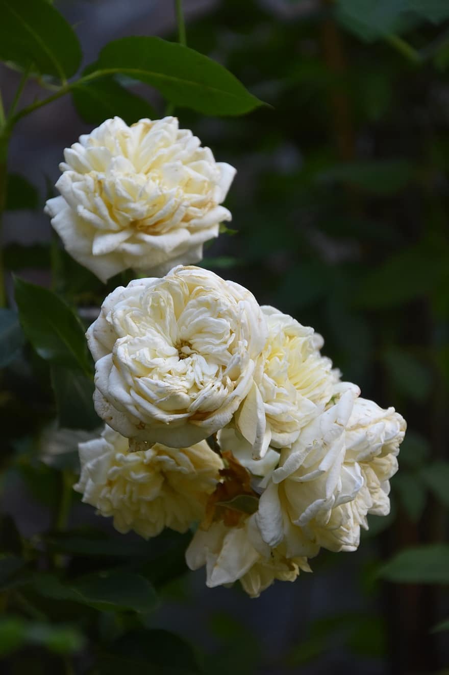 rosas, rosas blancas, Flores blancas, jardín, naturaleza, flores de boda, fondo, papel pintado