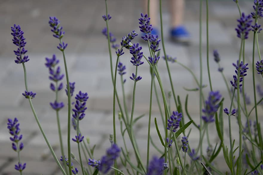 bunga-bunga, lavender, bidang, berkembang, mekar, botani, di luar rumah, alam, ungu, bunga, menanam