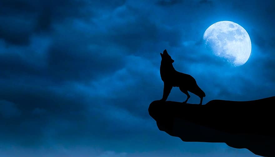 lobo, Lobos, luz de la luna, animal, negro, azul, nube, concepto, oscuro, oscuridad, niebla