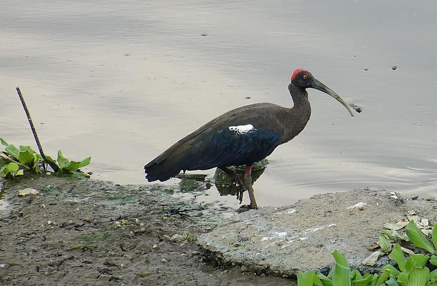 vogel, vogelkunde, ibis met rode nekken, soorten, fauna, aviaire, pseudibis papillosa, Indiase zwarte ibis, zwarte ibis, ibis, dieren in het wild