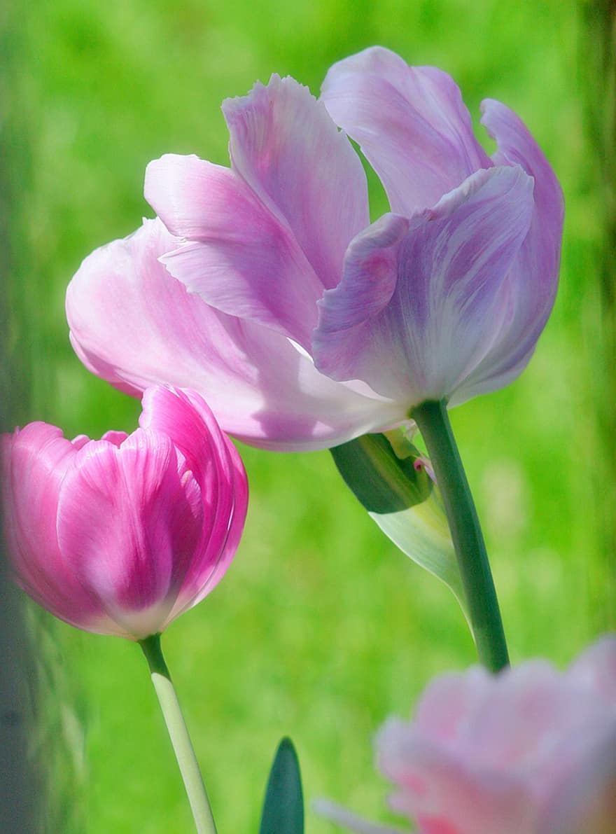 tulipas, tulipas cor de rosa, flores, flor, Flor, flores cor de rosa, pétalas cor de rosa, flora, floricultura, horticultura, botânica