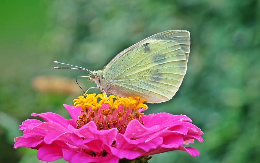 зеле бяла пеперуда, пеперуда, цвете, циния, насекомо, крила, опрашване, розово цвете, растение, едър план, многоцветни