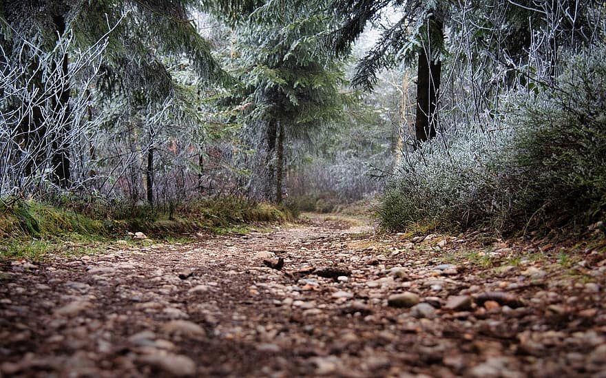 ścieżka, szlak, drzewa, las, odchodzi, listowie, jesień, szron