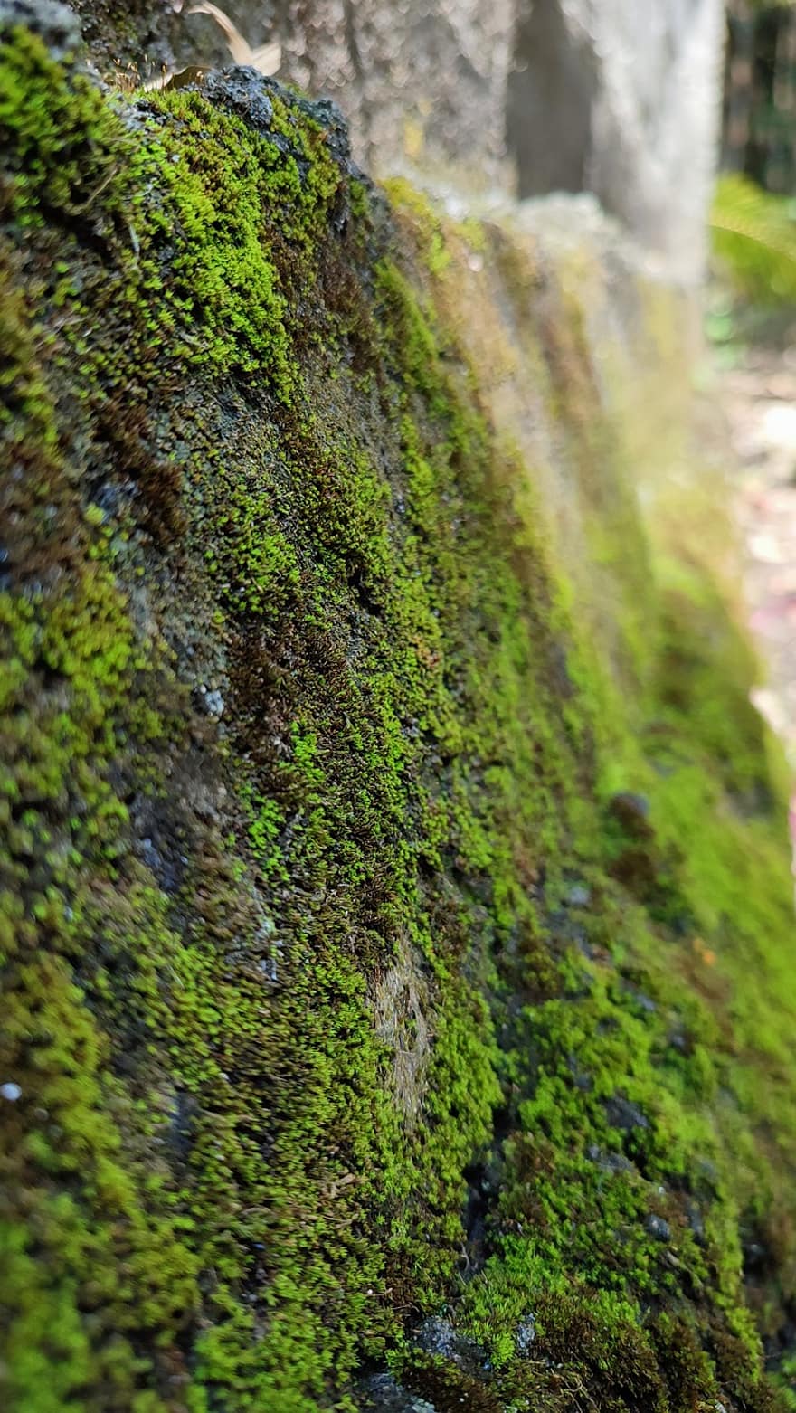 Moss, Wall, Garden, Rock, Weathered, Nature