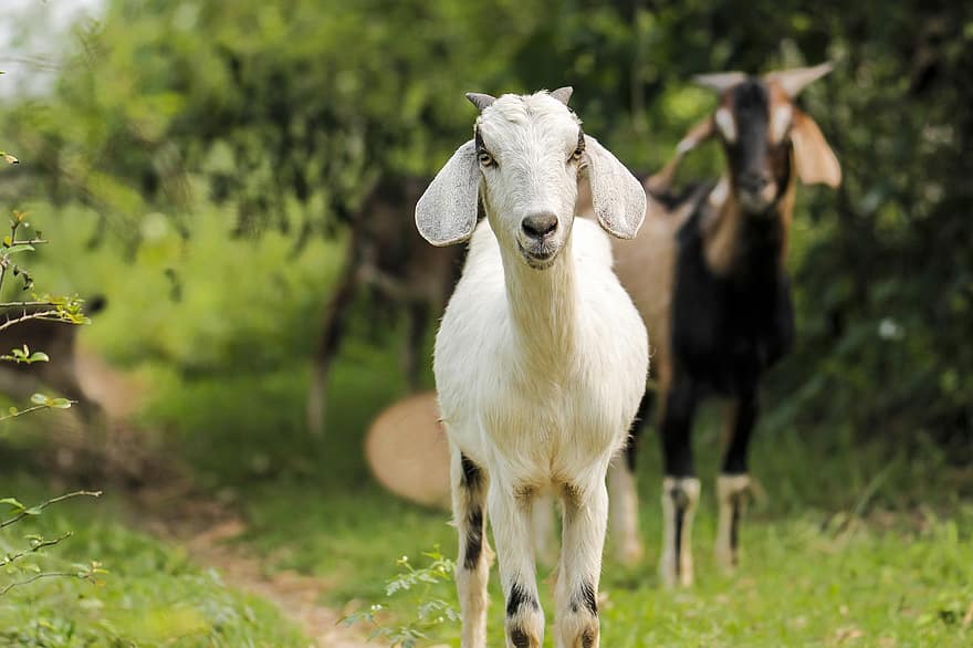 коза, рога, поле, преживно животно, добитък, говеда, бозайник, животно, животински свят, ферма за животни, бяла коза