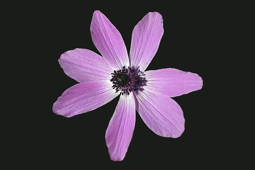квітка, пурпурна квітка, пелюстки, фіолетові пелюстки, цвітіння, Рослина, флора, природи, пелюстка, впритул, головка квітки