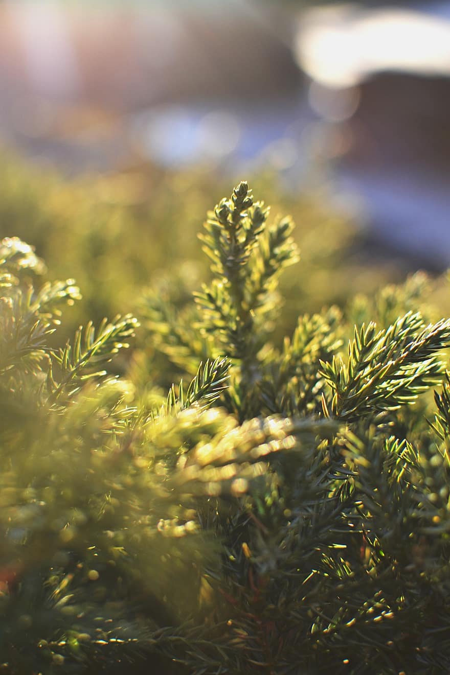 Spruce, Bush, Botany, Evergeen