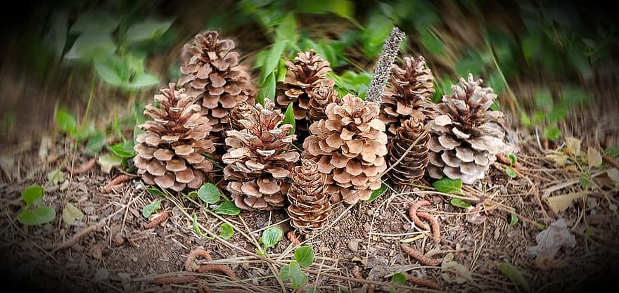 Forest, Pine Cones, Forest Floor, Ground, Pine, Coniferous, pine cone, close-up, season, coniferous tree, autumn