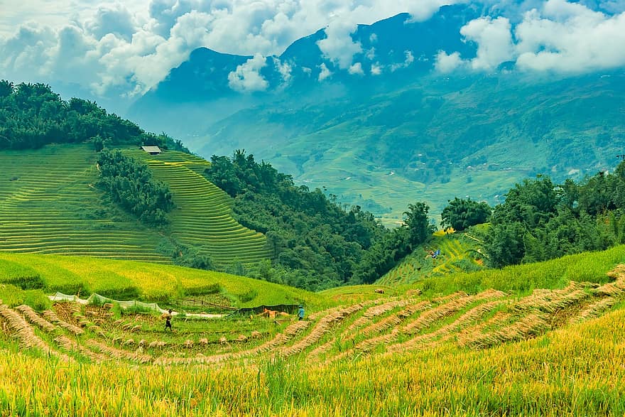 ainavu, terases, rīsi, jomā, kultūru, saimniecība, lauksaimniecība, stādījumu, zāli, zaļumi, kalni