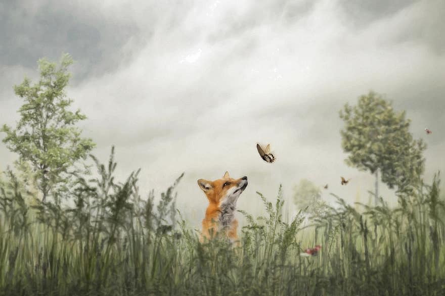 Fox, Butterfly, Field, Nature, Insect, Red Fox, Animals, Wildlife, Grass, Meadow