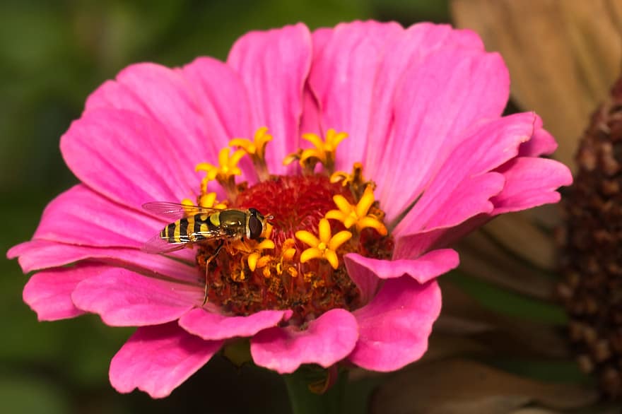 цинія, квітка, зависання мухи, комаха, квіткова муха, муха-сирфіда, рожева квітка, Рослина, запилення, природи, впритул