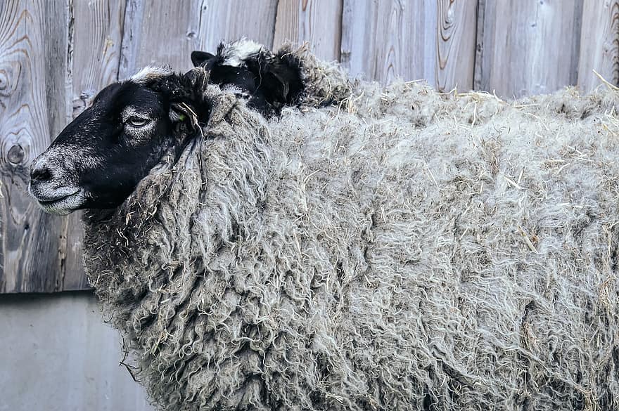 schapen, wol, dier, weide, natuur, winterjas, goede aiderbichl