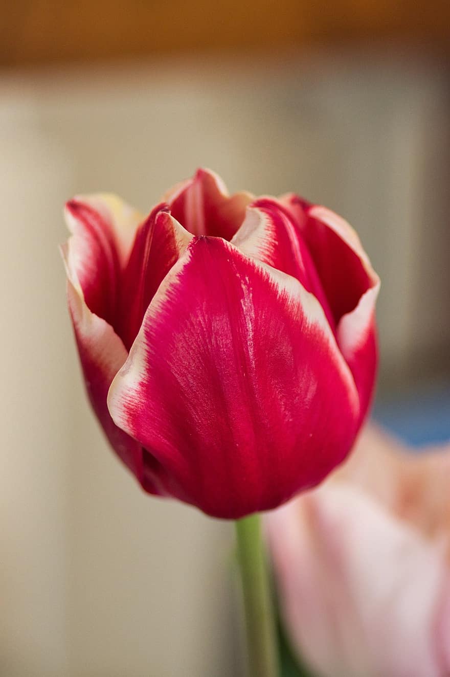 tulipa, flor, flor desabrochando, natureza, fechar-se, plantar, pétala, cabeça de flor, frescura, Flor, primavera