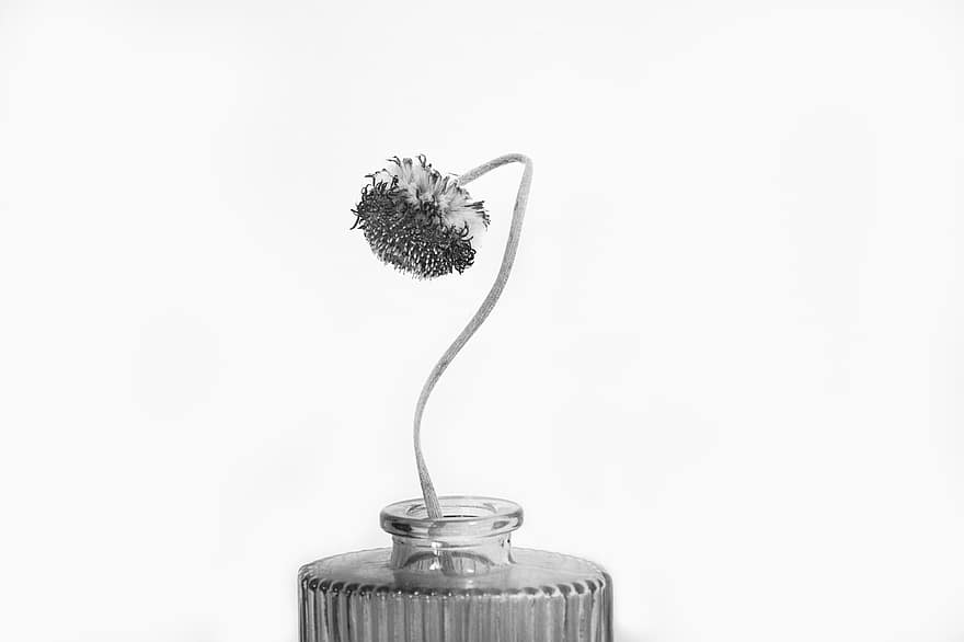 Plant, Stamen, Vase, Texture, flower, close-up, isolated, macro, single flower, leaf, single object