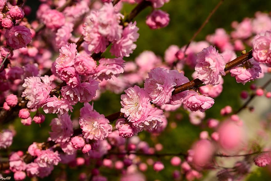 prem berbunga, bunga-bunga, pohon, prunus triloba, bunga-bunga merah muda, belukar, menanam, kelopak, ranting, musim semi, alam