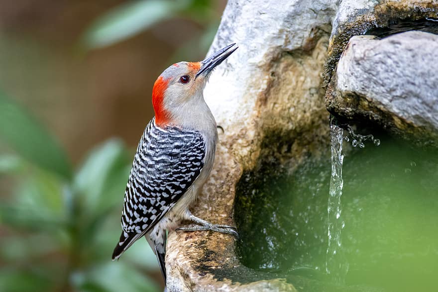 woodpecker, bird, perched, close up, nature, birdwatching, background, feathered, beak, eye, wildlife