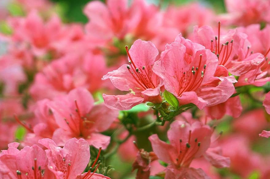 rododendro, azalea, las flores, Flores rosadas, primavera, jardín, naturaleza, flora, floreciente, botánica, flor