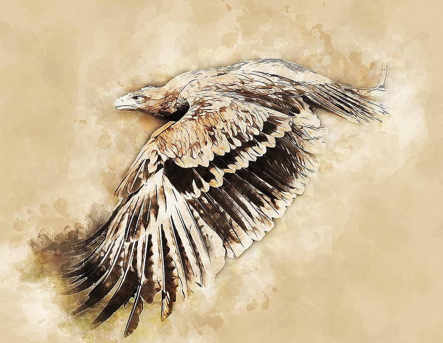 орел, Адлер, хижак, хижий птах, тварина, дикої природи, птах, крила, політ, летить, пір'я