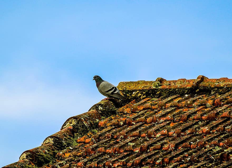 Pigeon, Colombe, toit, pigeon, colombe de roche, le bec, fermer, animaux à l'état sauvage, plume, tuile, bleu