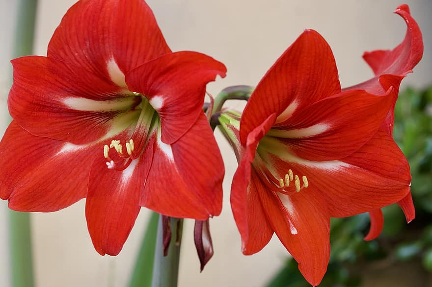 Amaryllis, Flowers, Plant, Red Flowers, Petals, Bloom, Spring, Nature, Flora, close-up, flower