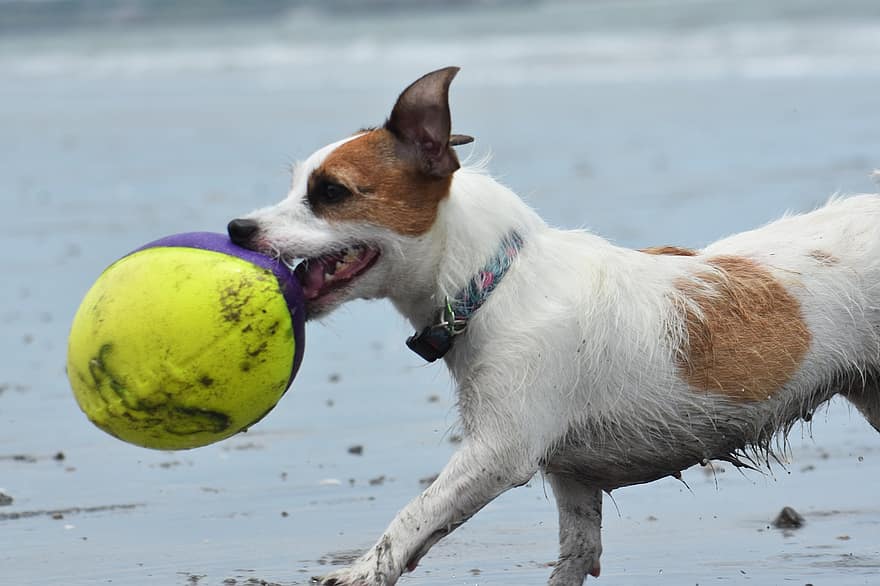 anjing, pantai, bola, pasir, laut, menyenangkan, alam