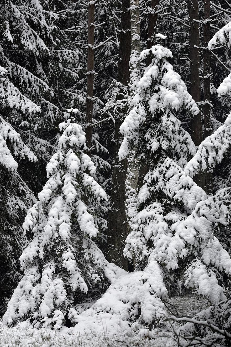 bosc, picea, hivern, neu, arbres, naturalesa, verd, blanc, fred, gelades, arbre