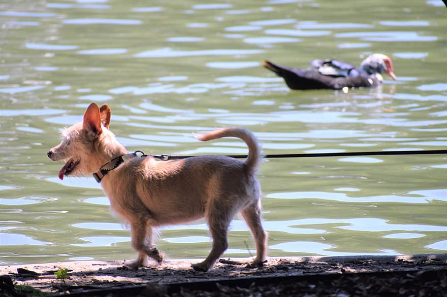 verzorging van huisdieren, de hond uitlaten, chihuahua, rivier-, meer, park, puppy, lakeside, rivieroever, natuur, huisdier