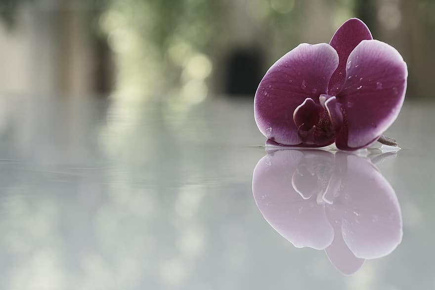 цветок, орхидея, лепестки, отражение, закрыть, фиолетовые лепестки, капельки, фиолетовая орхидея, зеркальное отображение