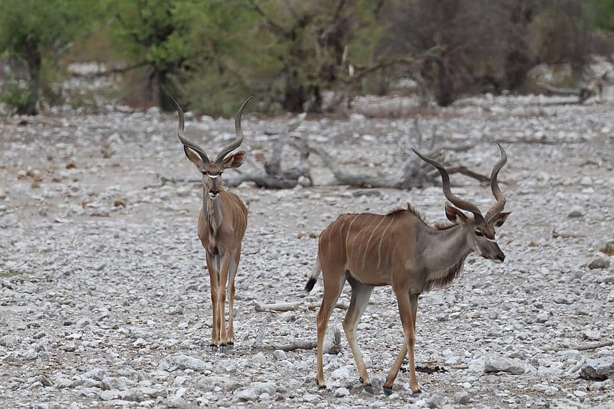 kudu, antilop, hjorthorn, etosha