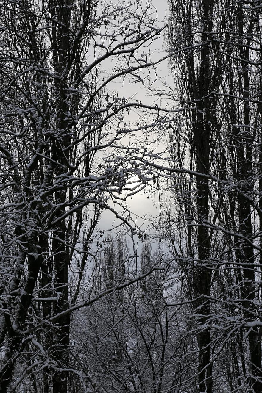 숲, 겨울, 나무, 없는, 벌거 벗은 나무, 눈, 눈이 내리는, 서리, 싸늘한, 냉랭한, 흰 서리