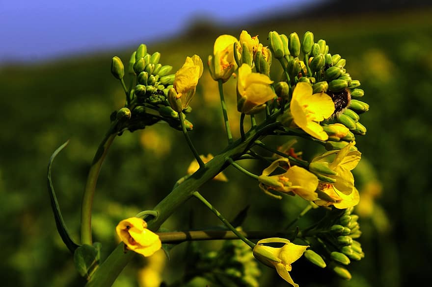 βιασμός, βιαστικά λουλούδια, ελαιοκράμβης, κίτρινα άνθη, φύση, άνοιξη, κίτρινος, καλοκαίρι, λουλούδι, φυτό, πράσινο χρώμα