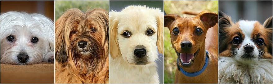 chiens, collage de chien, collage de photos, animal de compagnie, ami, chien mignon, chien brun