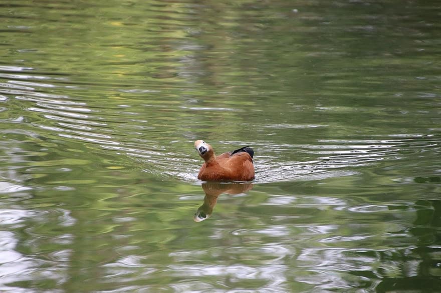ruddy shelduck, duck, lake, feather, pond, water, animals in the wild, beak, water bird, mallard duck, male animal